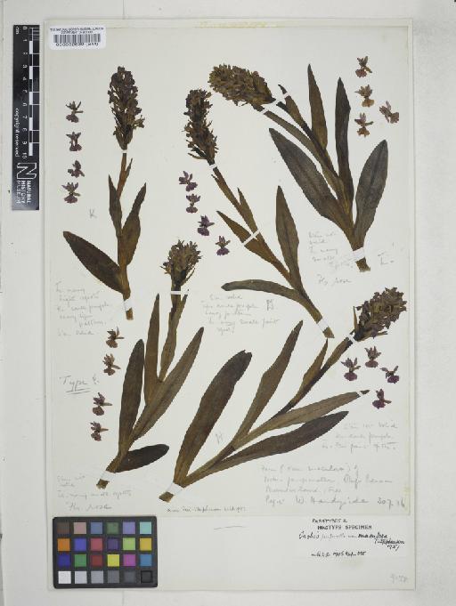 Dactylorhiza purpurella (T.Stephenson & T.A.Stephenson) Soó - 000052630