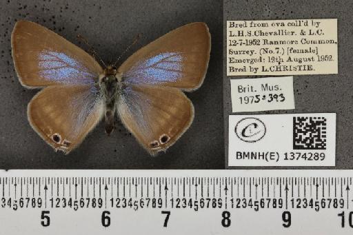 Lampides boeticus (Linnaeus, 1767) - BMNHE_1374289_167631