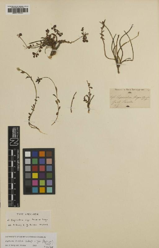 Euphorbia cassia subsp. rigoi (Boiss. ex Freyn) Holmboe - BM001050425