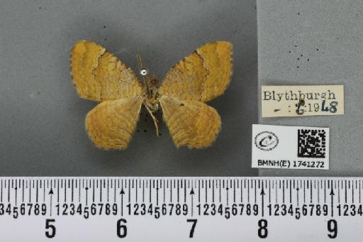 Camptogramma bilineata bilineata (Linnaeus, 1758) - BMNHE_1741272_315203