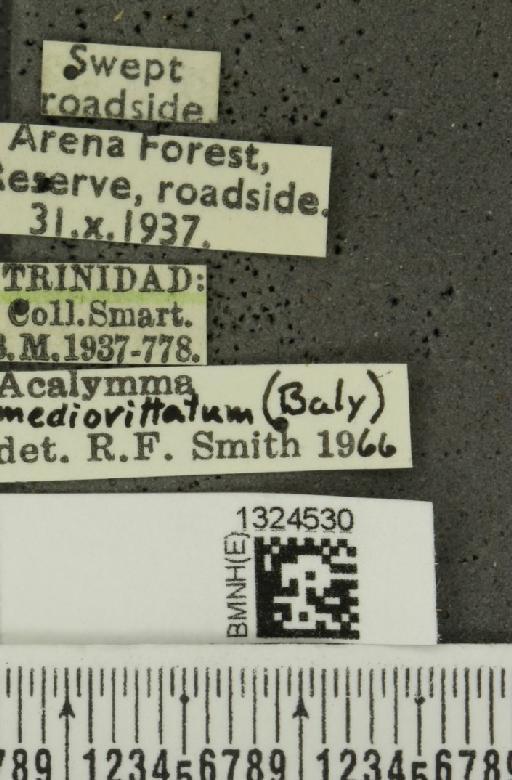 Acalymma mediovittatum (Baly, 1886) - BMNHE_1324530_label_20859
