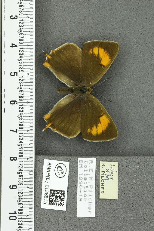 Thecla betulae (Linnaeus, 1758) - BMNHE_1138815_95243