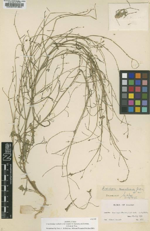 Crucihimalaya wallichii (Hook.f. & Thomson) Al-Shehbaz, O'Kane & Price - BM000522450