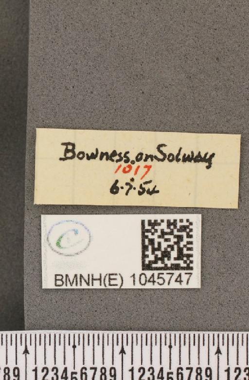 Aphantopus hyperantus ab. semi-albescens Tutt, 1908 - BMNHE_1045747_label_20714