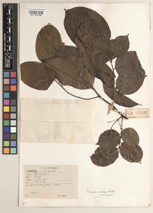 Pterocarpus indicus f. indicus - BM013406688
