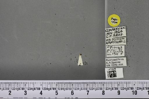 Ophiomyia ocimi Spencer, 1965 - BMNHE_1472576_60358