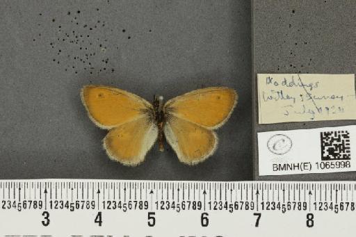 Coenonympha pamphilus (Linnaeus, 1758) - BMNHE_1065998_27310