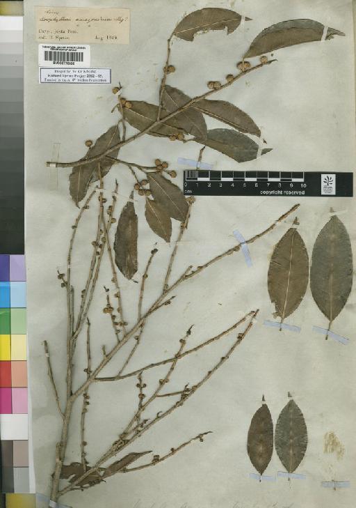 Ficus amazonica (Miq.) Miq. - Spruce - BM000778698