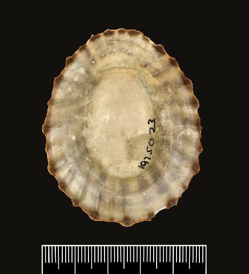 Patella radians Gmelin, 1791 - 1975023_3a