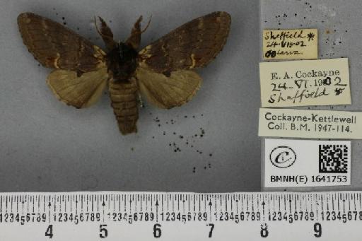 Notodonta dromedarius ab. hibernica Caradja, 1895 - BMNHE_1641753_244187