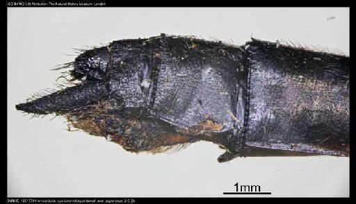 Hemicordulia cupricolor Fraser, 1927 - BMNHE_1201779-Hemicordulia_cupricolor-allotype-lateral_anal_appendage_2-3_2x