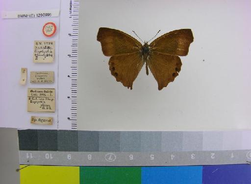 Euptychia clinas Godman & Salvin, 1889 - BMNH(E)_1266996_Cyllopsis_(Euptychia)_clinas_Godman & Salvin_HT_male_ (1)