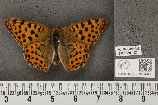 Issoria lathonia (Linnaeus, 1758) - BMNHE_1289482_125048