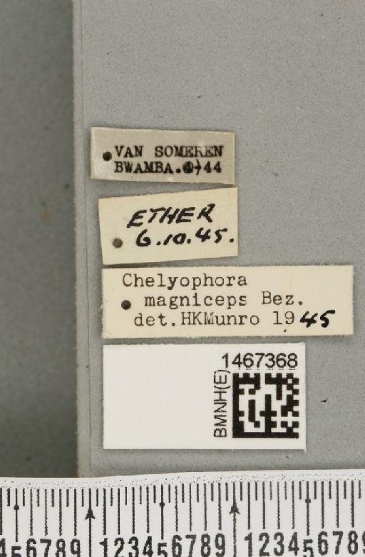 Bistrispinaria magniceps (Bezzi, 1918) - BMNHE_1467368_label_27754