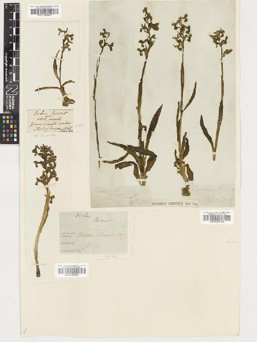 Anacamptis morio (L.) R.M.Bateman, Pridgeon & M.W.Chase - BM001054942