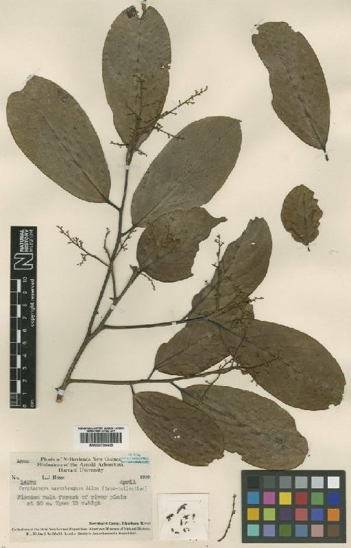 Cryptocarya aureobrunnea C.K.Allen - BM000799400