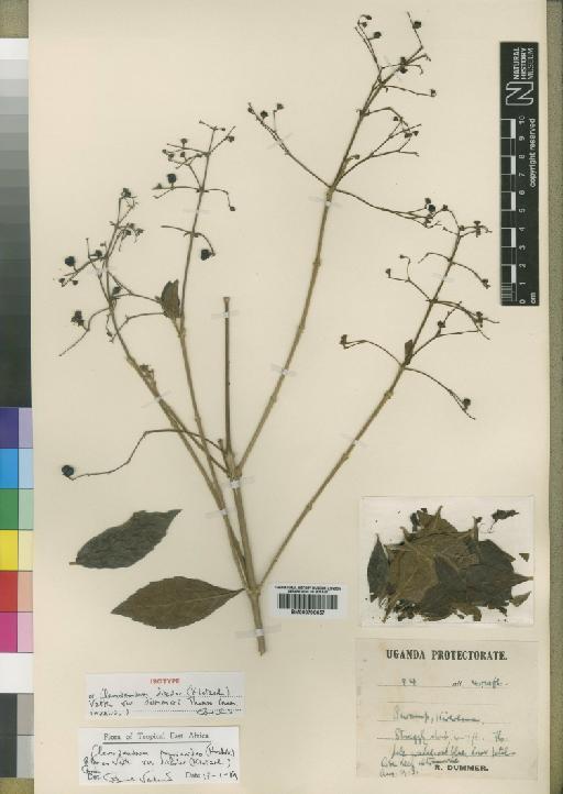 Clerodendron myricoides var. discolor (Klotzsch) Baker - BM000798657