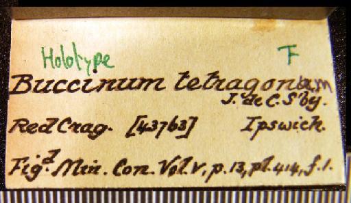 Buccinum tetragonum Sowerby, 1825 - OR 43763. Buccinum tetragonum (label)