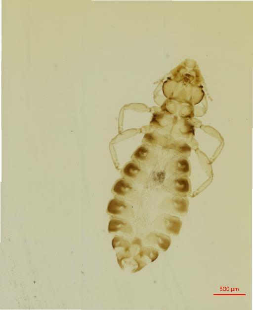 Pectinopygus australis Thompson, G.B., 1948 - 010683527__2017_08_09-Scene-1-ScanRegion0
