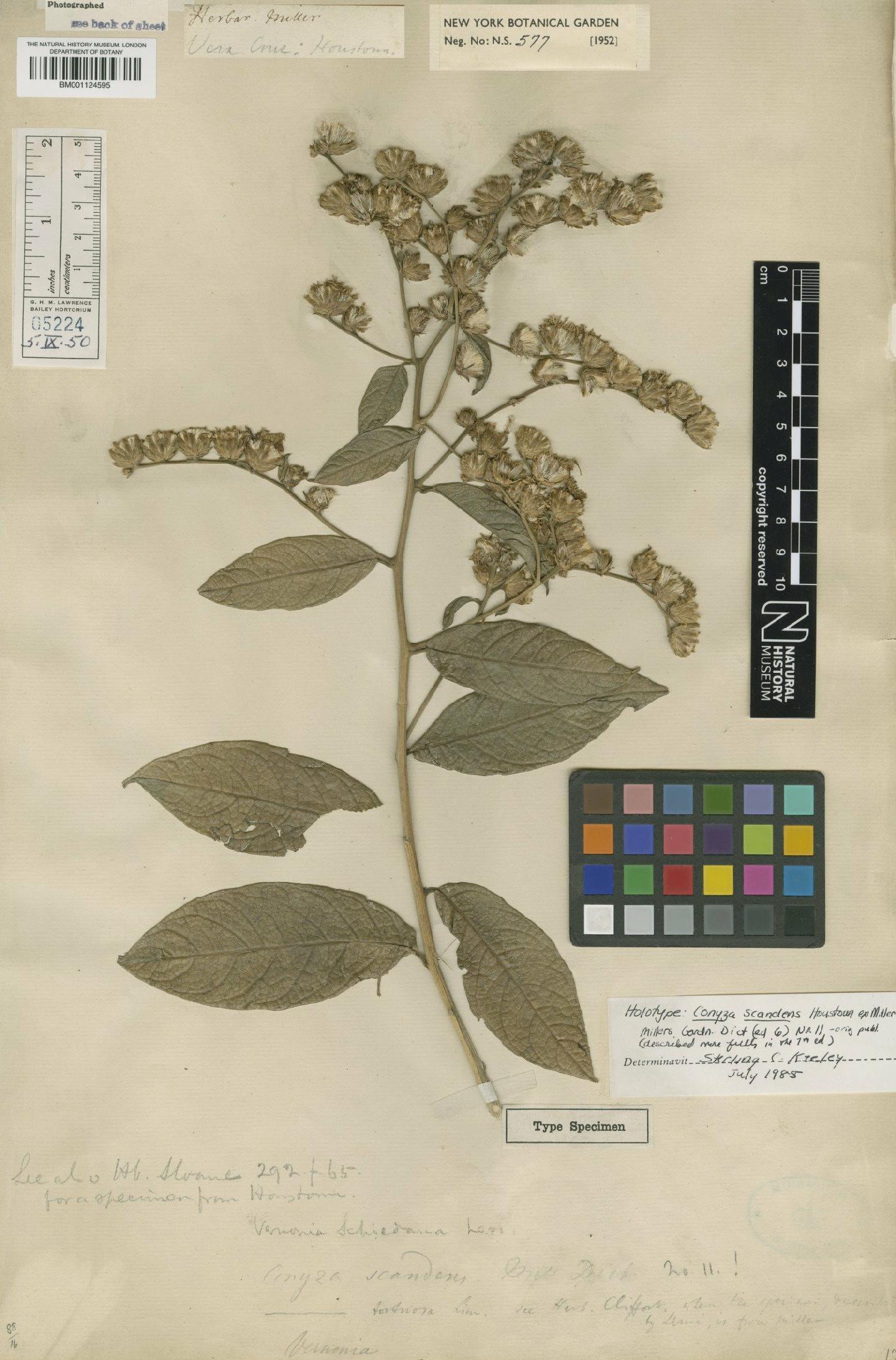 To NHMUK collection (Vernonia tortuosa (L.) S.F.Blake; Holotype; NHMUK:ecatalogue:2754117)