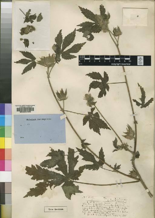 Hibiscus andongensis Hiern - BM000645495