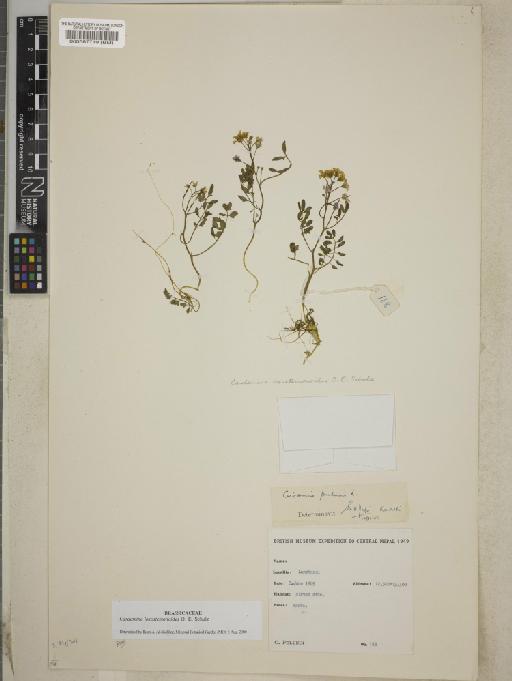 Cardamine L. - BM000587719