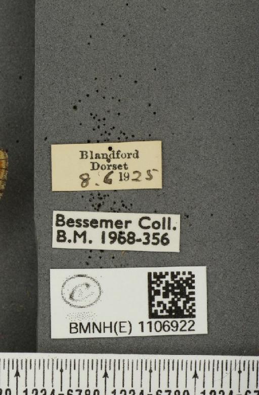 Euphydryas aurinia ab. tetramelana Cabeau, 1931 - BMNHE_1106922_label_18864