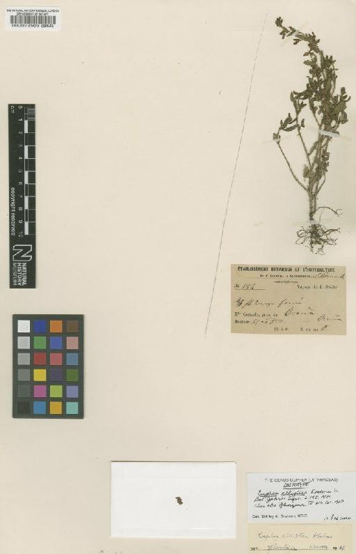 Cuphea elliptica Koehne - BM000073503