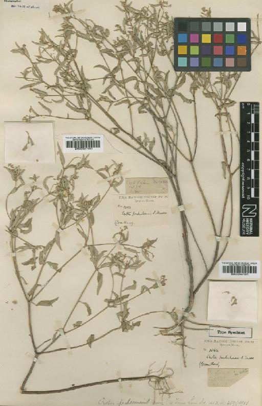 Croton pachecensis S.Moore - BM000947401