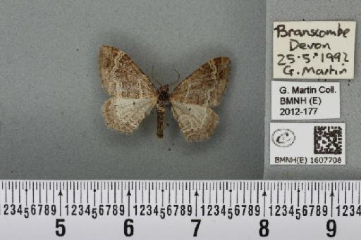 Xanthorhoe spadicearia (Denis & Schiffermüller, 1775) - BMNHE_1607708_310363