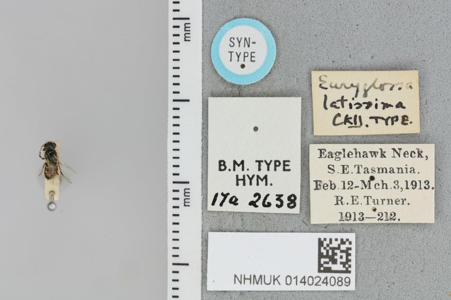 Euhesma latissima thumbnail