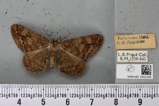 Alcis repandata repandata ab. unistrigata Bruckova, 1945 - BMNHE_1912296_478374