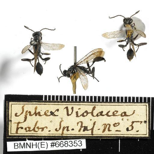 Sphex violacea Fabricius, 1775 - Sphex_violacea-BMNH(E)#668353-habiti