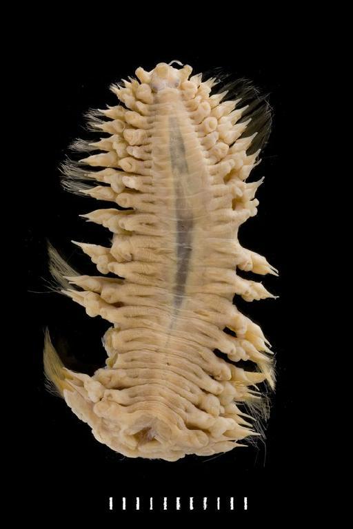 Eulagisca corrientis McIntosh, 1885 - Polychaete type specimen 1885.12.1.83 dorsal 1