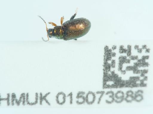 Crepidodera plutus (Latreille, 1804) - 015073986_3