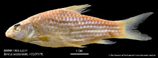 Barbus occidentalis Boulenger, 1911 - BMNH 1909_3_3_14 Barbus occidentalis, HOLOTYPE