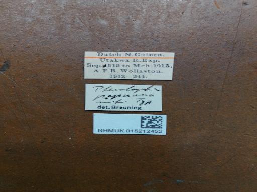 Pterolophia papuana Breuning, 1938 - Pterolophia papuana HT labels