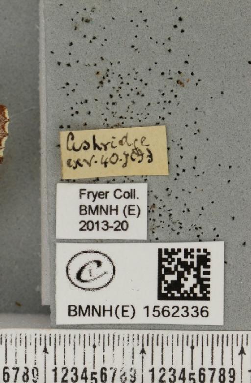 Odontosia carmelita (Esper, 1798) - BMNHE_1562336_label_248582