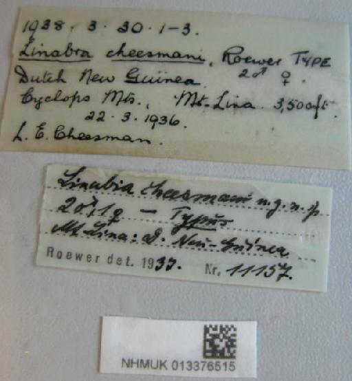 Linobia cheesmani Roewer, 1949 - 013376515 Linabra cheesmani labels