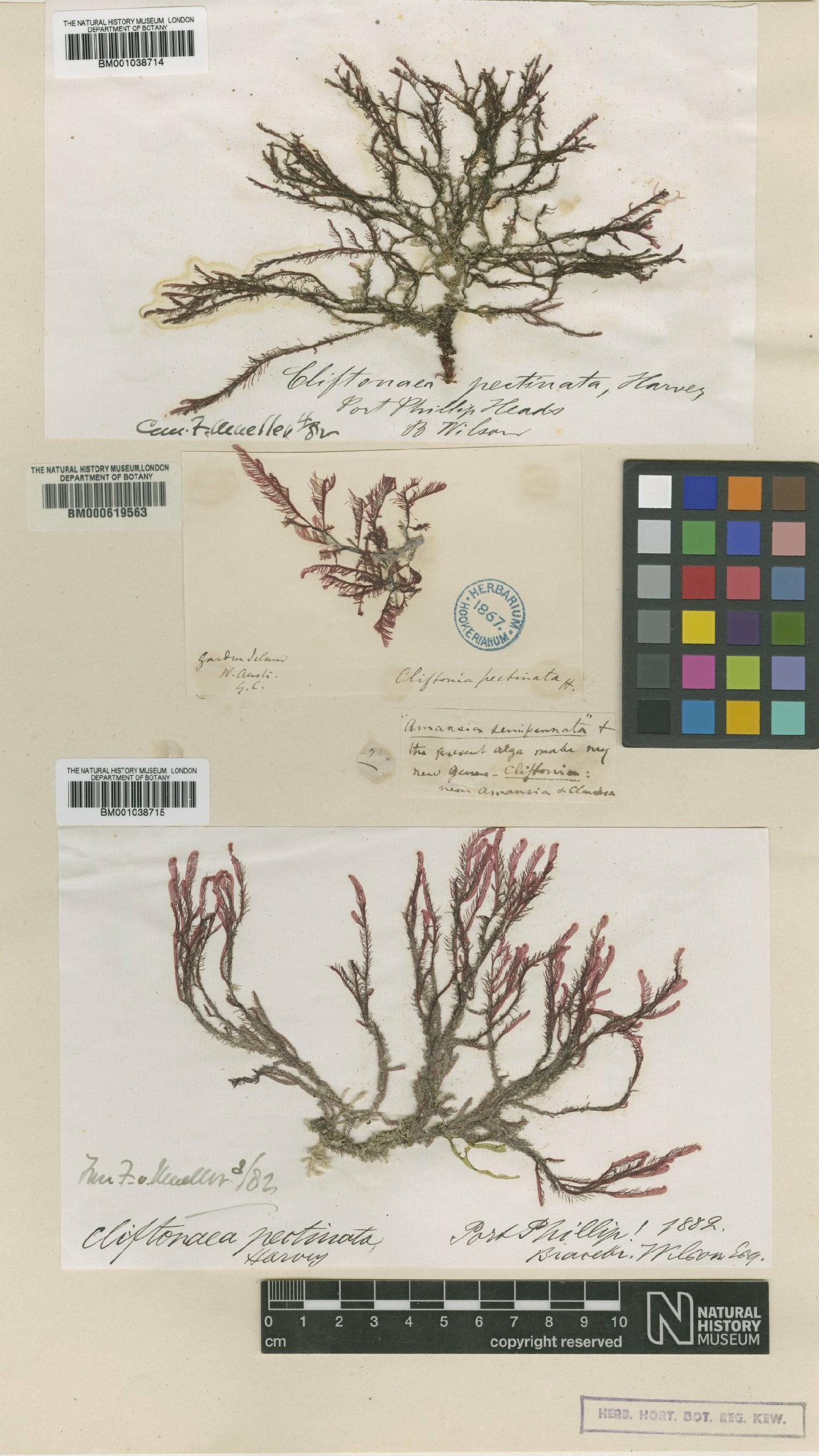 To NHMUK collection (Cliftonaea pectinata Harv.; TYPE; NHMUK:ecatalogue:632638)