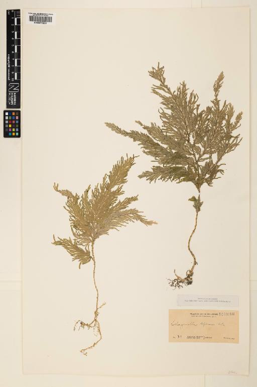 Selaginella biformis A.Braun ex Kuhn - 000779617