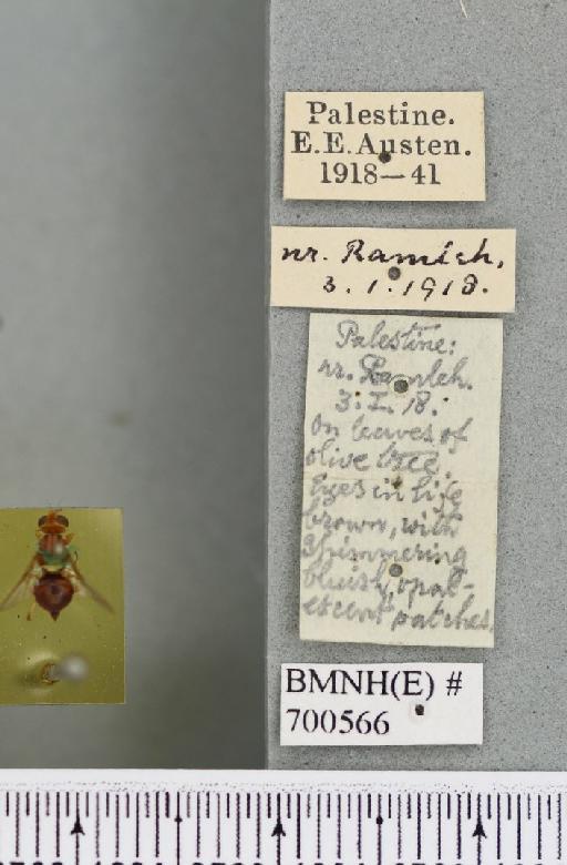 Bactrocera (Daculus) oleae (Rossi, P., 1790) - BMNHE_700566_label_34588