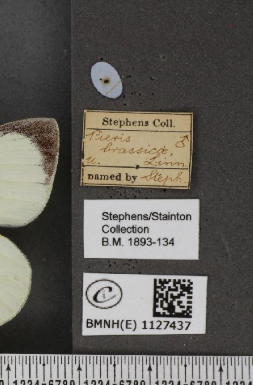 Pieris brassicae (Linnaeus, 1758) - BMNHE_1127437_label_84614