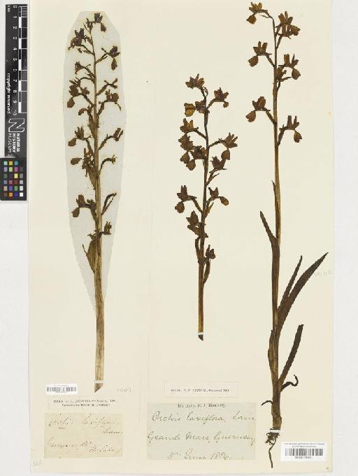 Anacamptis laxiflora (Lam.) R.M.Bateman, Pridgeon & M.W.Chase - BM001110651