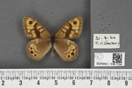 Lasiommata megera ab. pallescens Oberthür, 1912 - BMNHE_1067594_33129