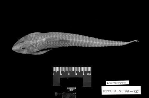 Loricaria simillima Regan, 1904 - L.simillima LECTOTYPE 1880.12.8.77