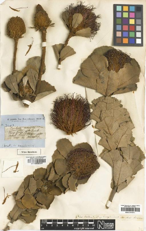 Banksia coccinea R.Br. - BM000630474