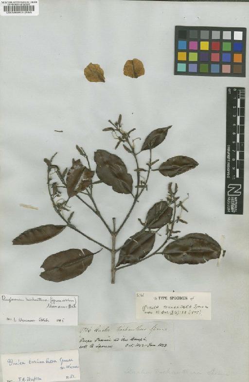 Ruizterania trichanthera (Spruce ex Warm.) Marc.-Berti - BM000566653