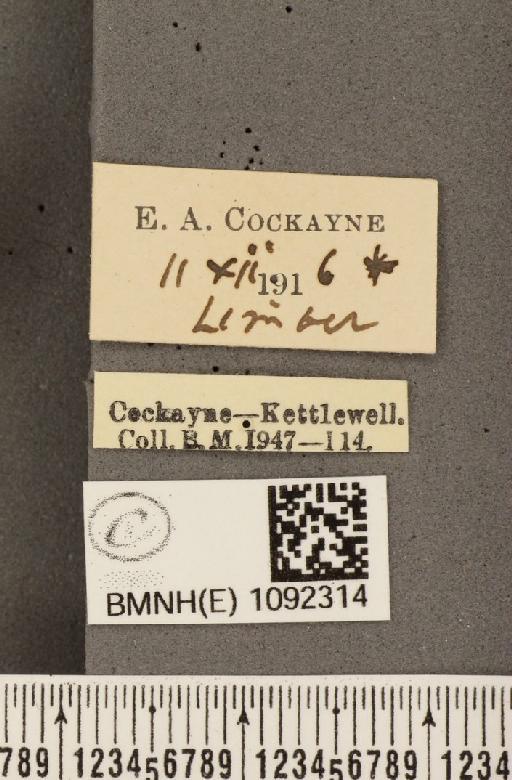 Pararge aegeria tircis ab. omnicaeca Lempke, 1957 - BMNHE_1092314_label_2981