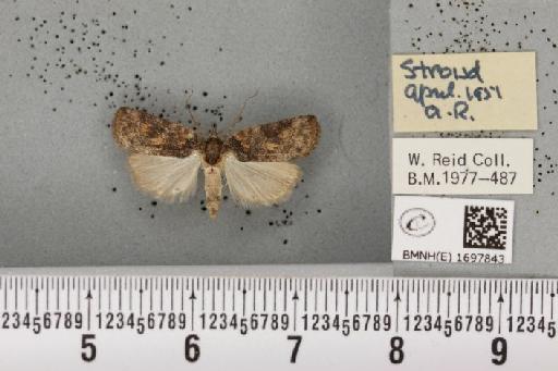 Nycteola revayana ab. variegata Sheldon, 1919 - BMNHE_1697843_294918